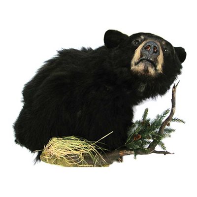 Black Bear - Shoulder Mount