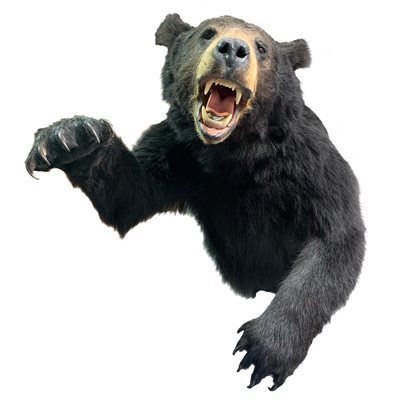Black Bear - Half Shoulder Mount