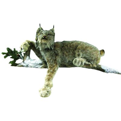 Lynx - Full Body Mount