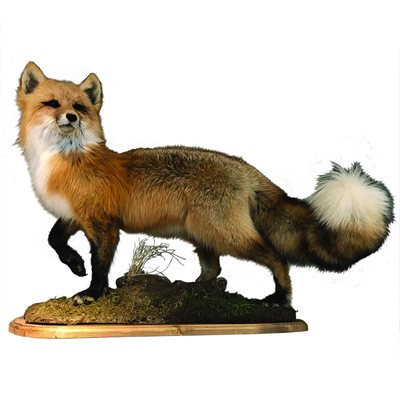 Red Fox - Full Mount