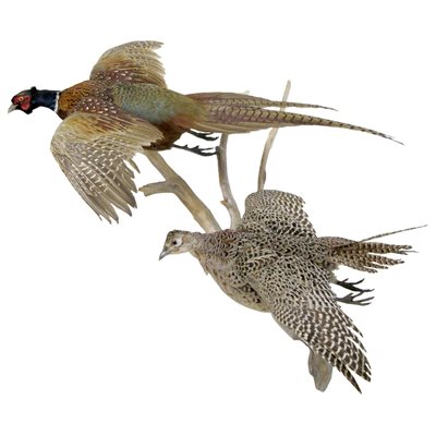 Ring Necked Pheasant (Male/Female Pair) - Full Mount 