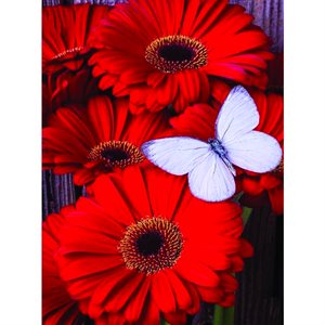 Cross Stitch Kit - Red Daisies & White Butterfly