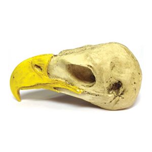 Eagle Skull - Closed Mouth (Made From Resin)