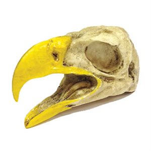 Eagle Skull - Open Mouth (Made From Resin)
