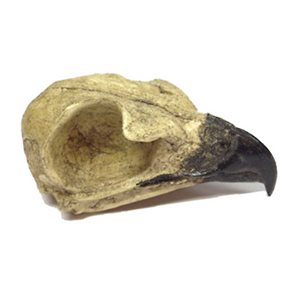 Hawk Skull (Made From Resin)