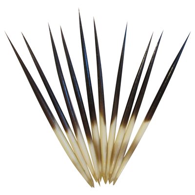 African Porcupine Quills - (10 Pieces)